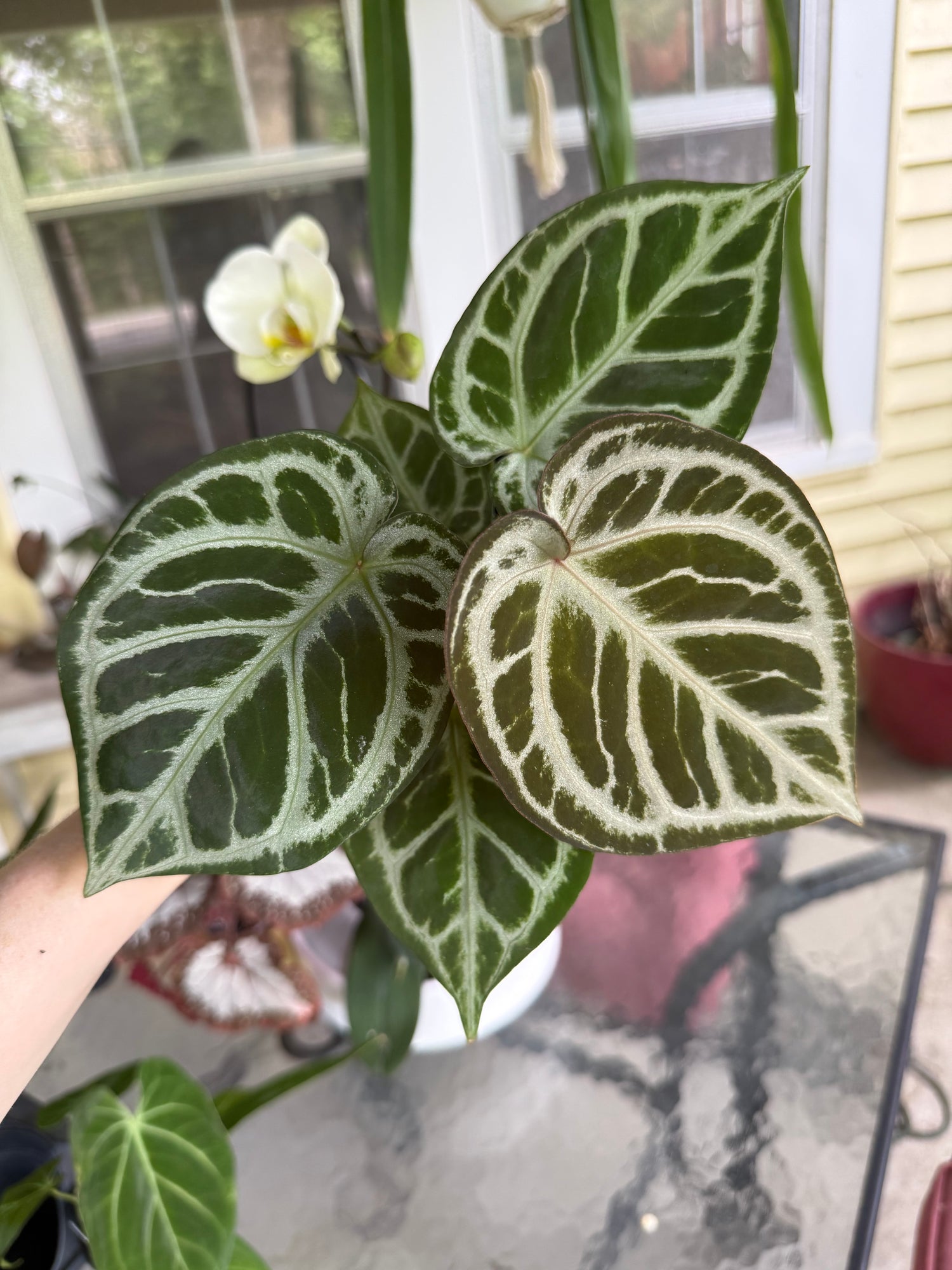 Anthurium Dorayaki x Red Crystal 
