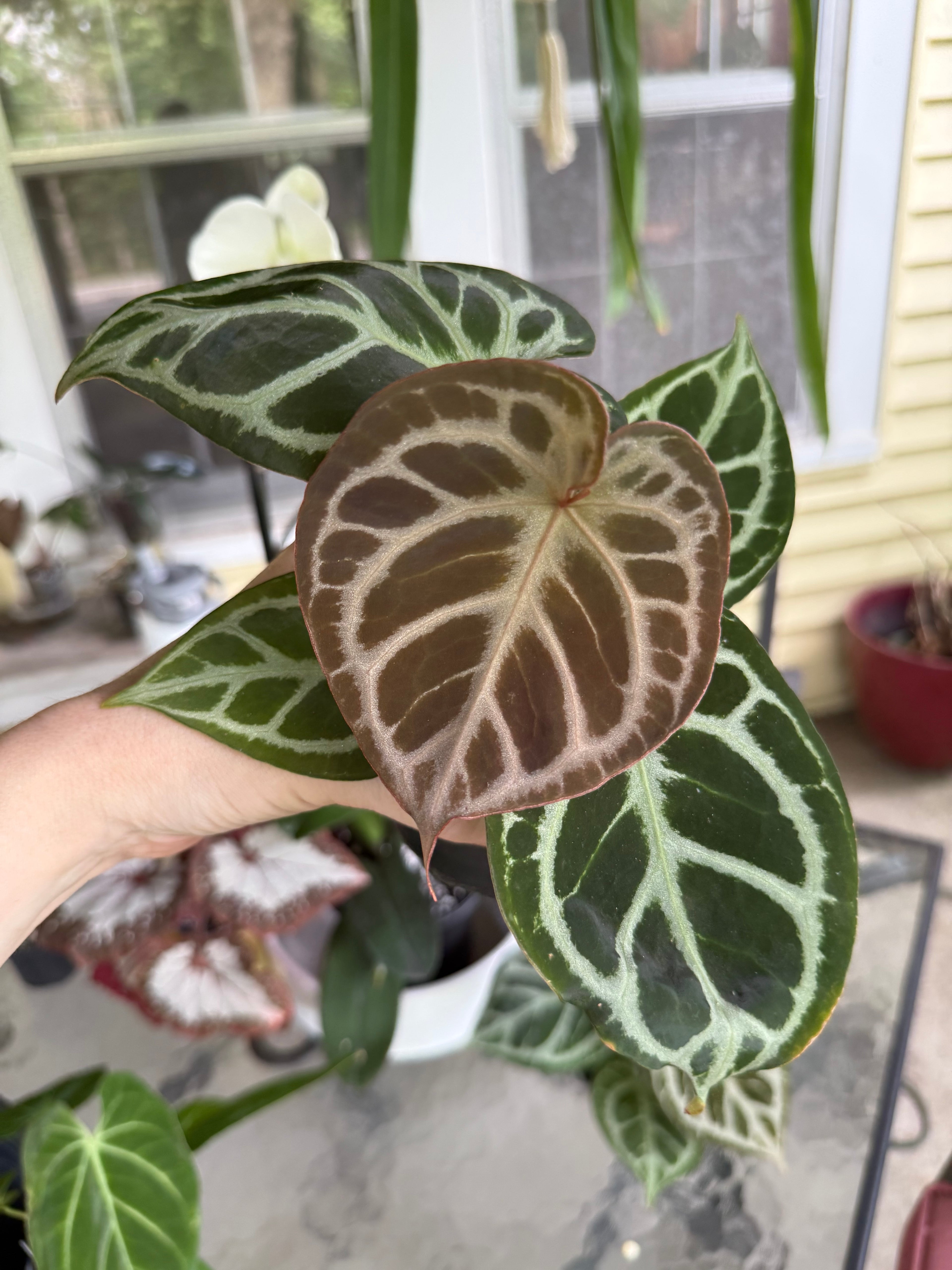Anthurium Dorayaki x Red Crystal 