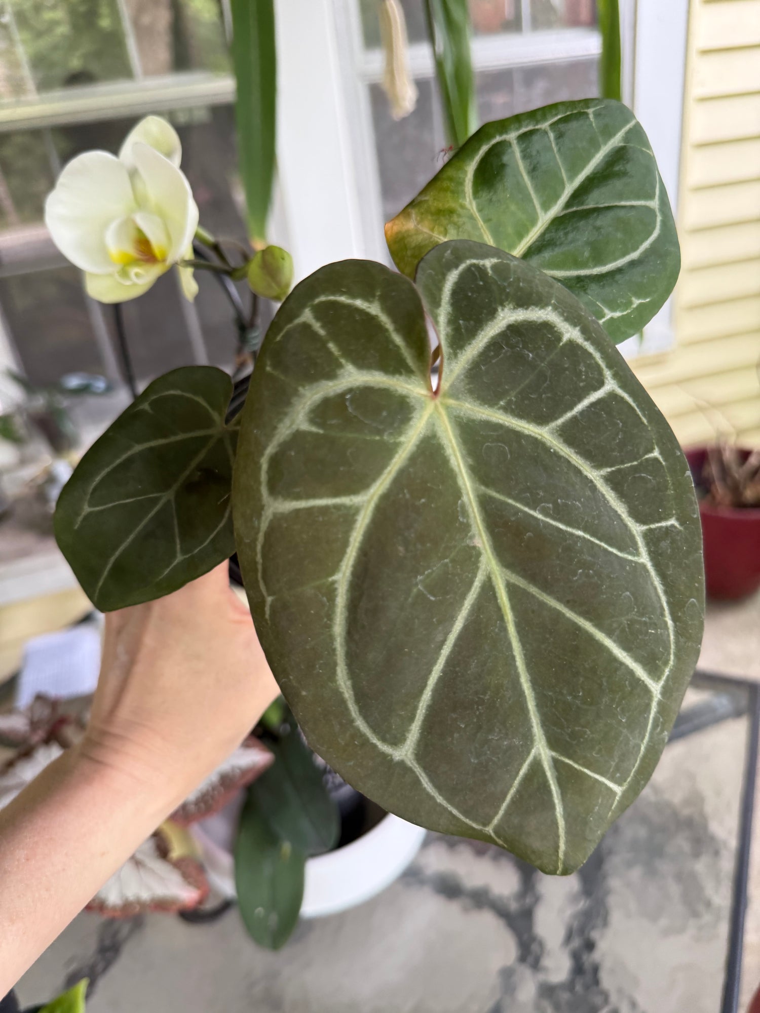 Anthurium King of Spades x Michelle