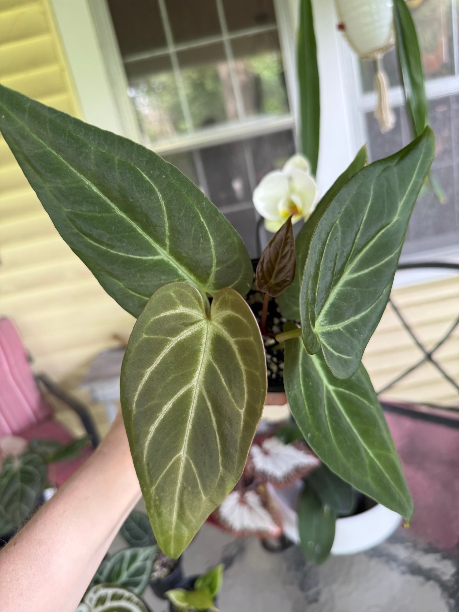 Anthurium Pap x Warocqueanum