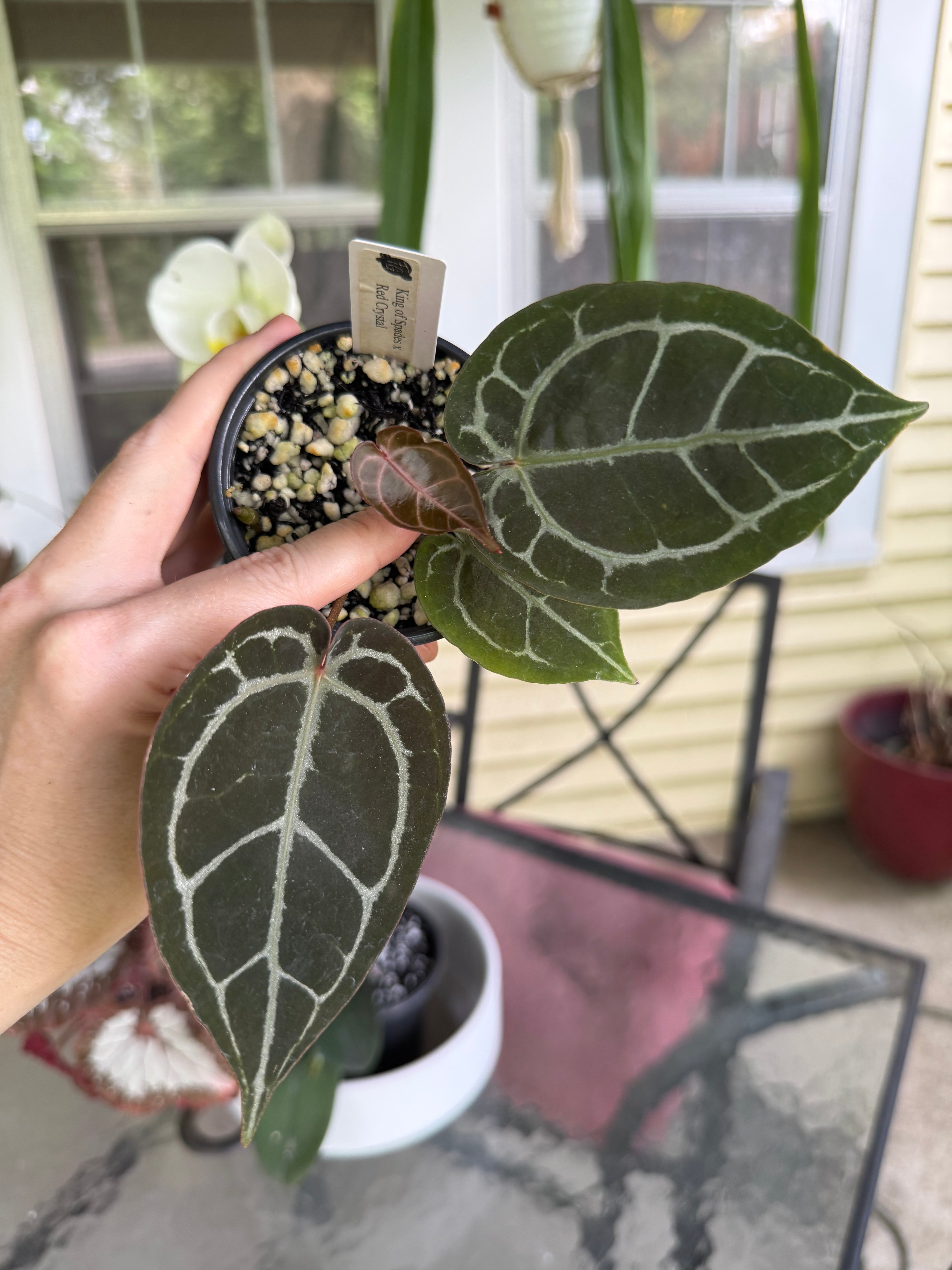 Anthurium KOS (HU) x Red Crystal from H. Ulih