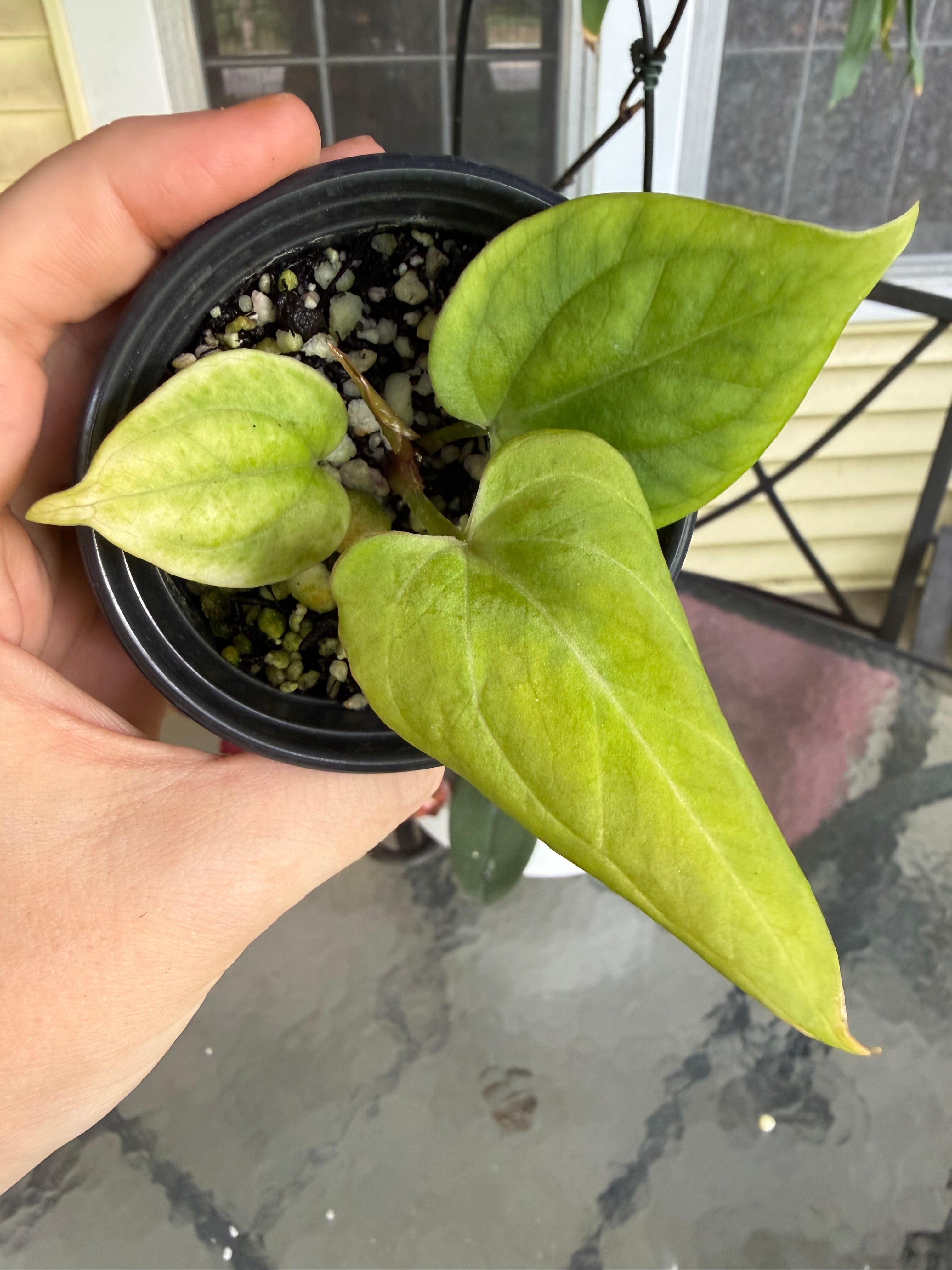 Anthurium KOS (HU) Golden from H. Ulih *LIMITED