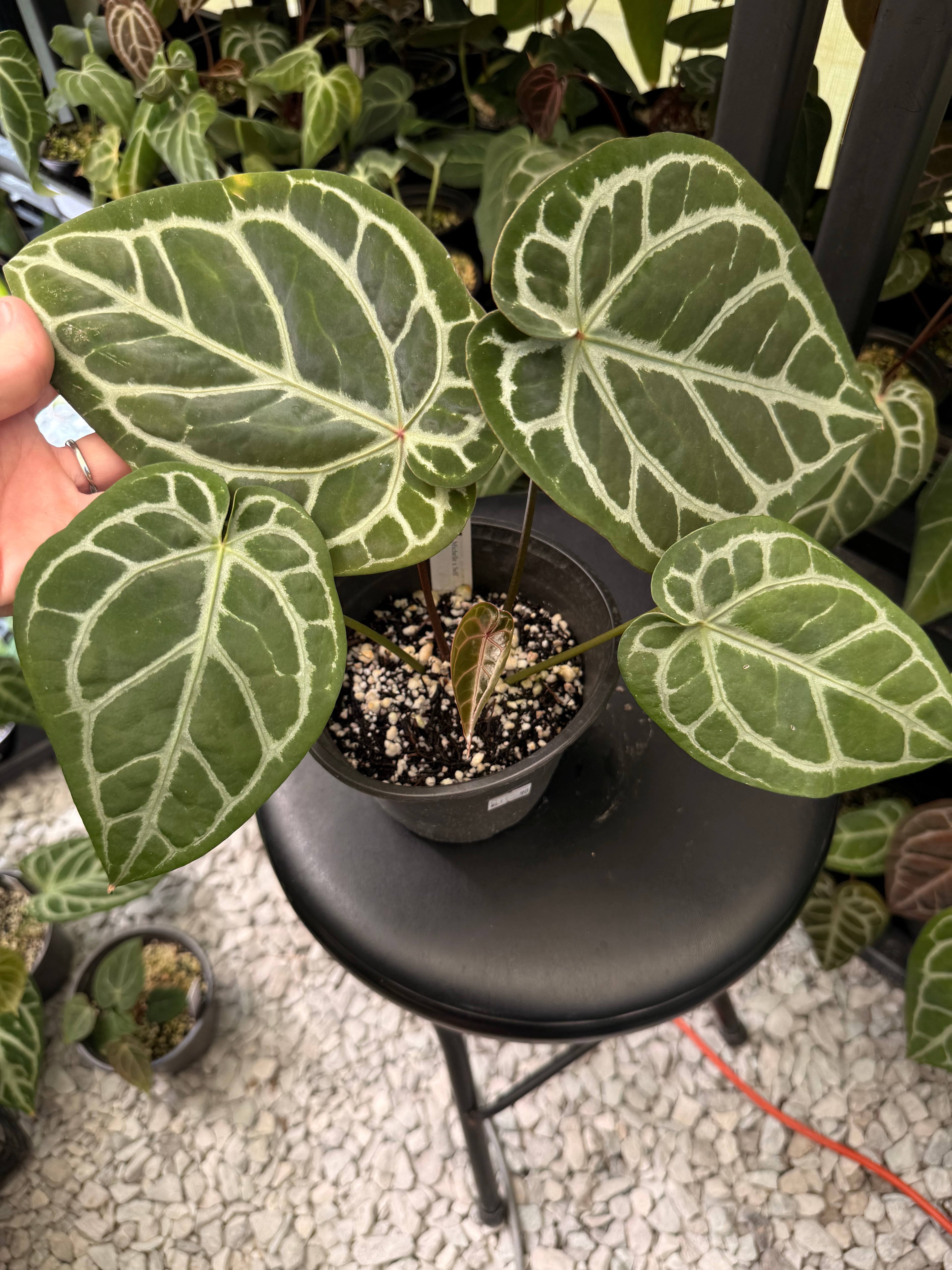 Anthurium Michelle x Self
