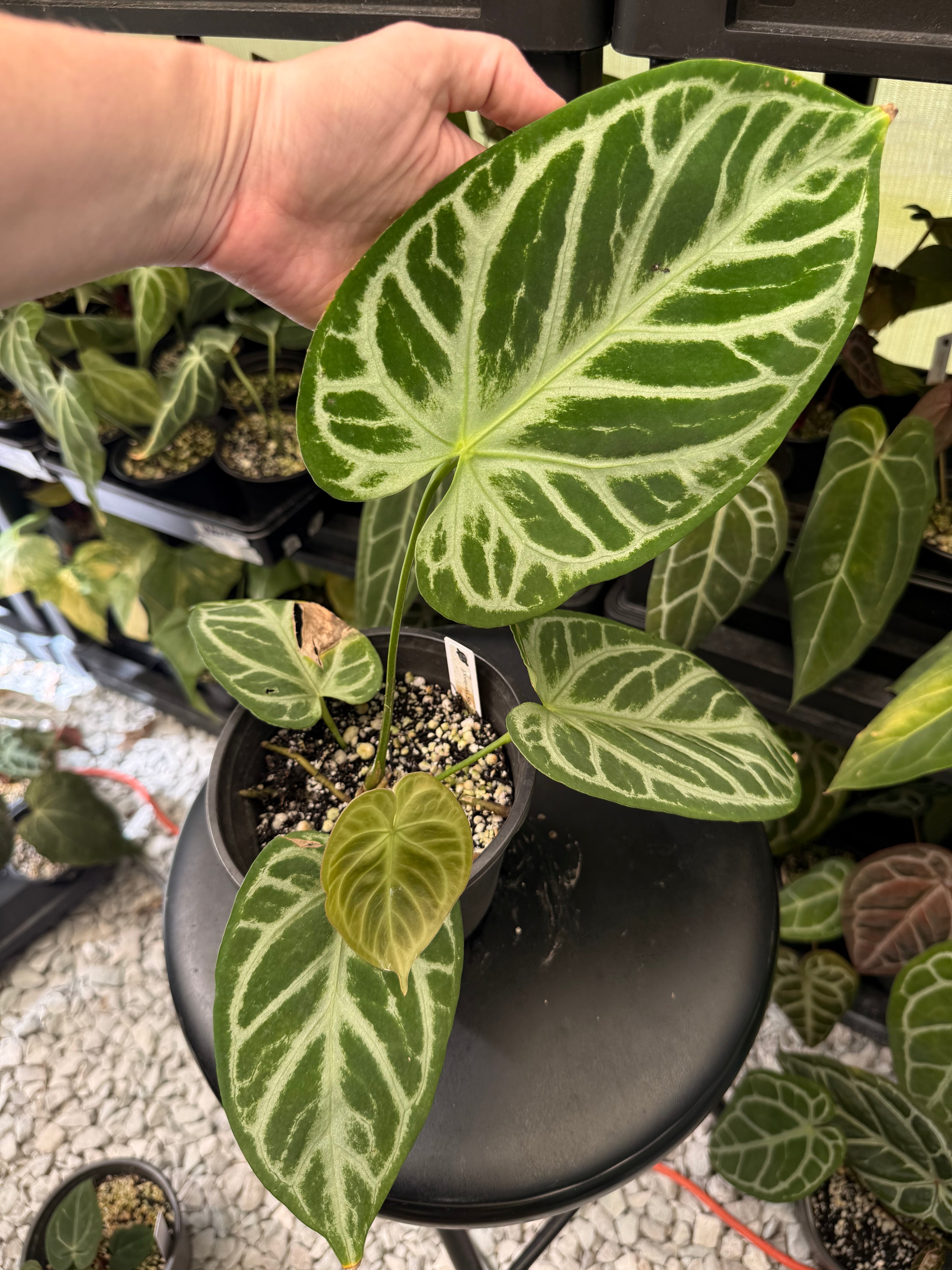 Anthurium Dorayaki Silver