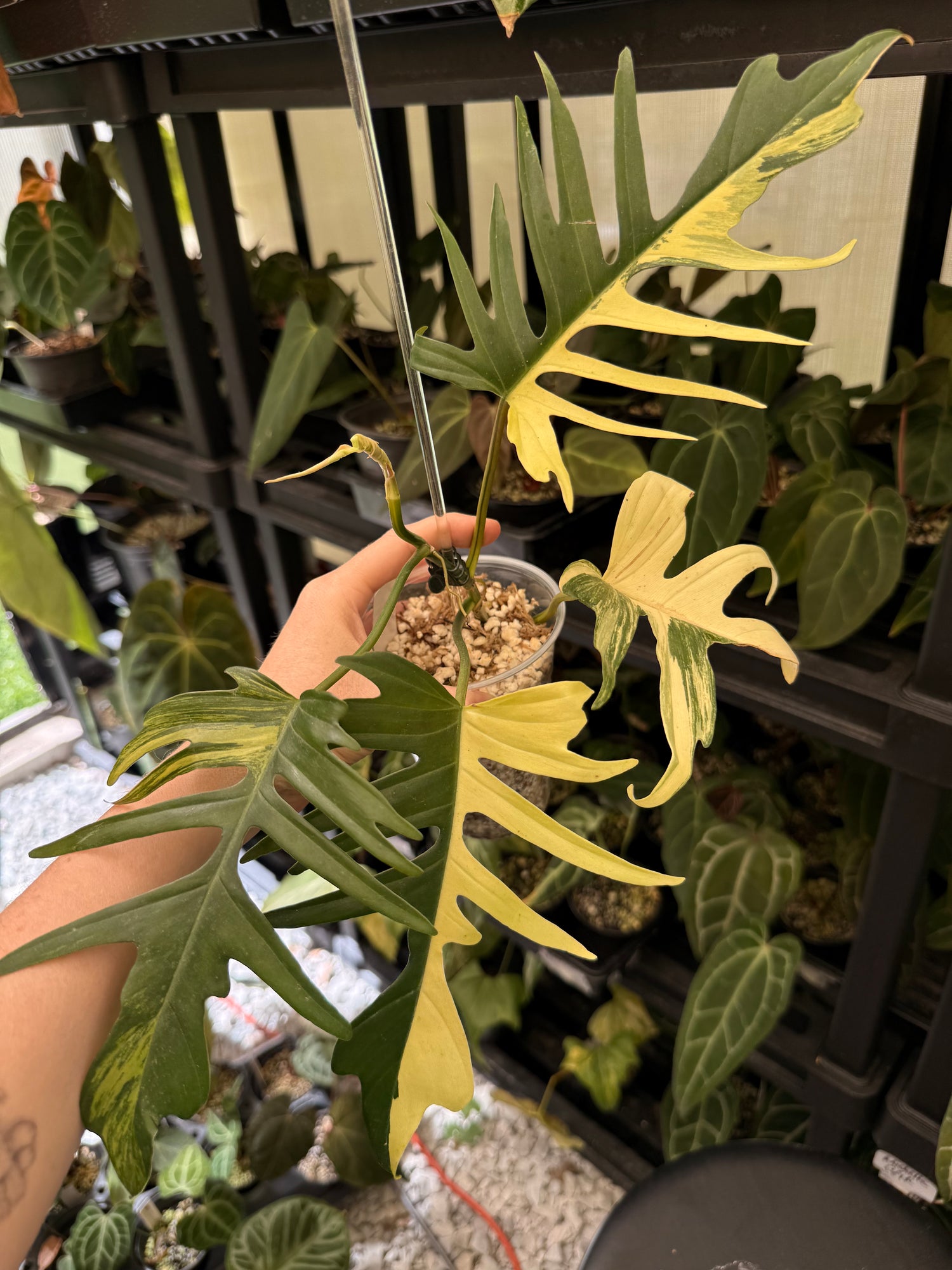 Philodendron Florida Beauty x Tortum