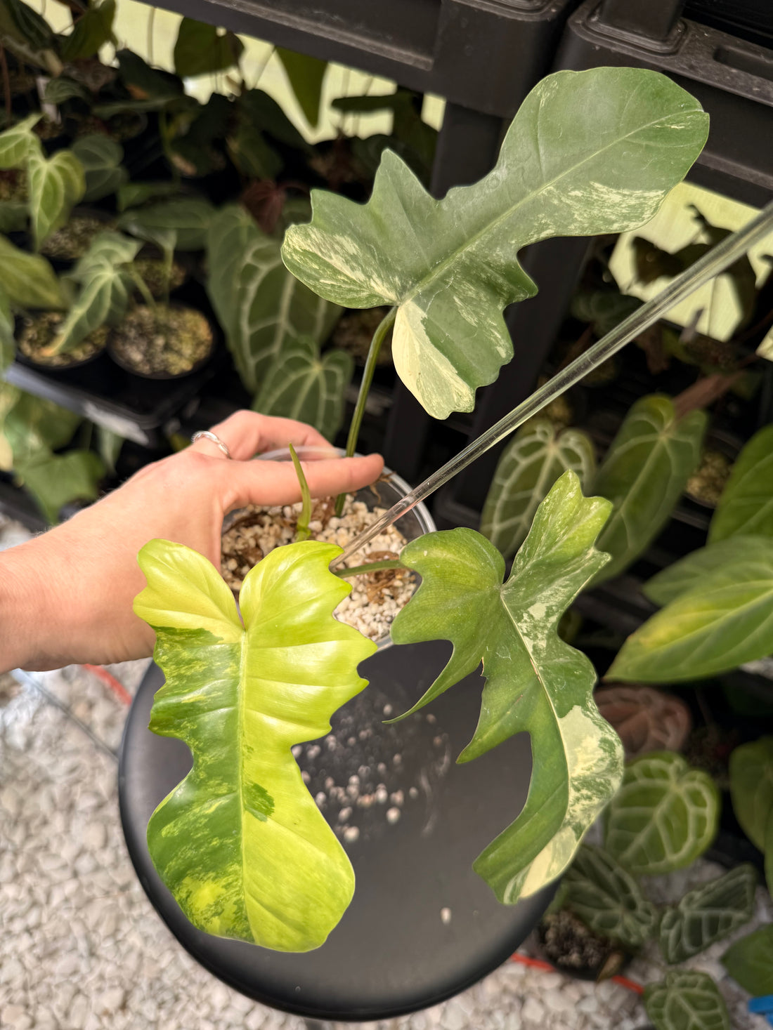 Philodendron Florida Beauty x Mayoi
