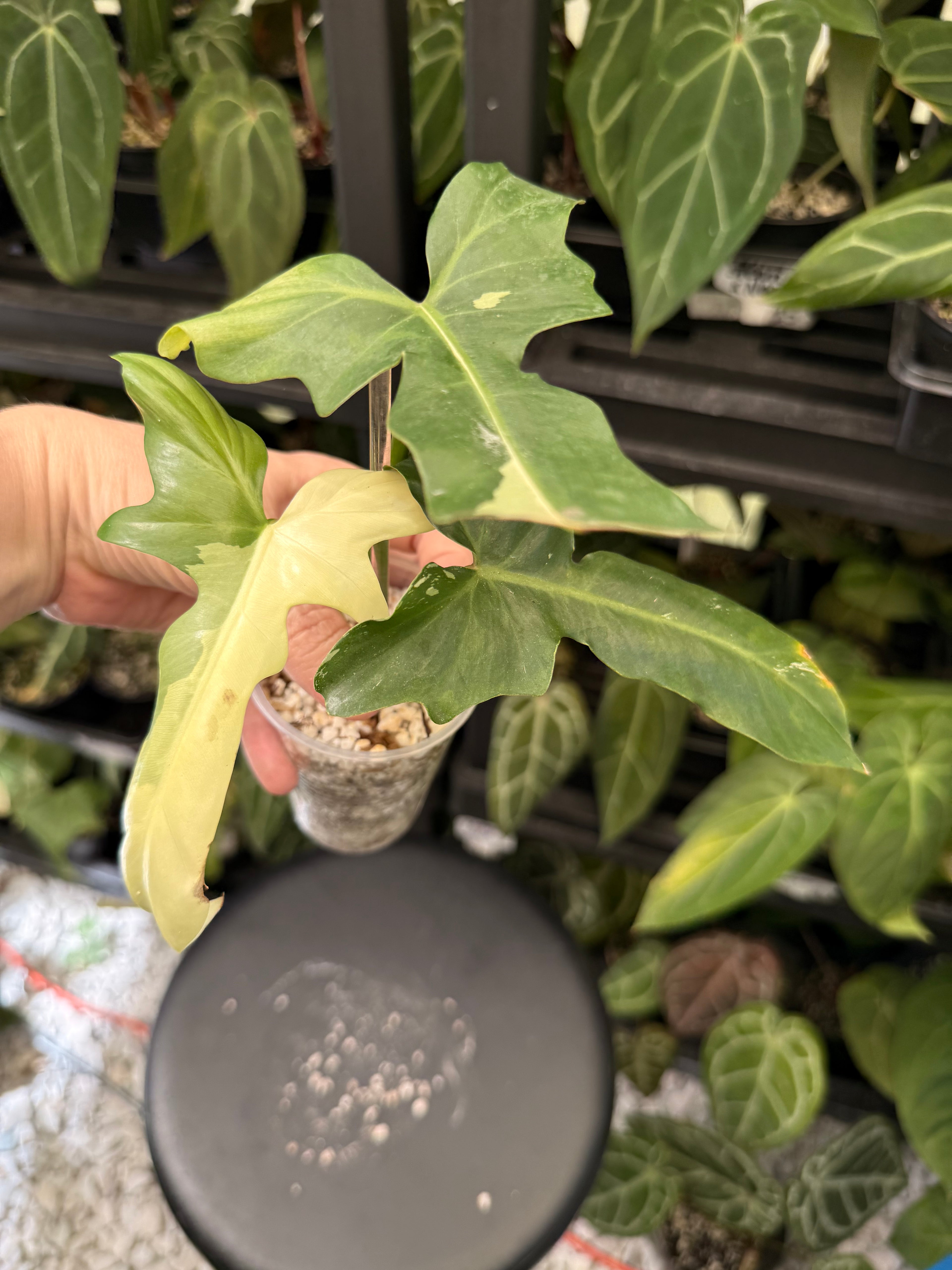 Philodendron Variegated Golden Dragon