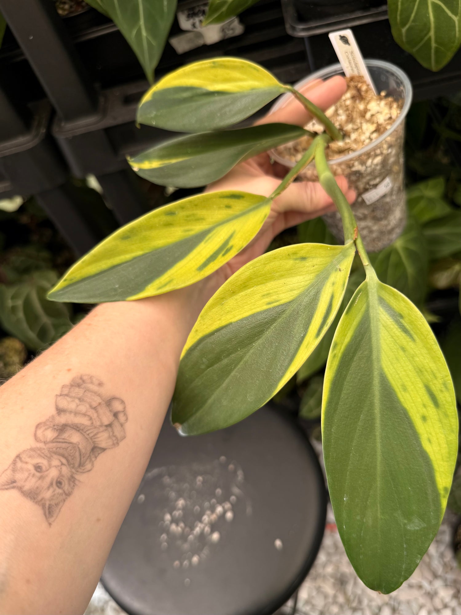 Scindapsus Coriaceus