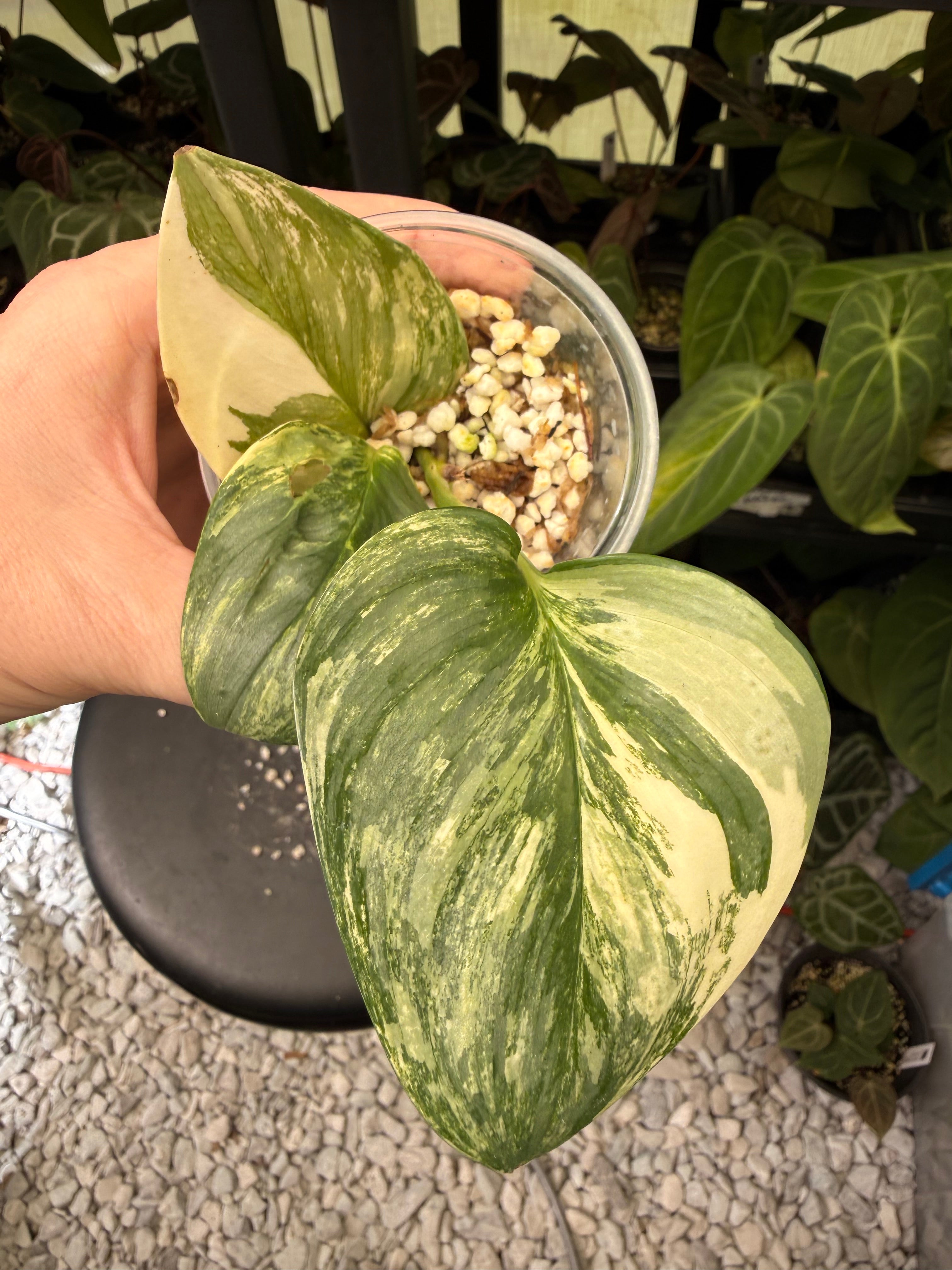 Scindapsus Rubicon
