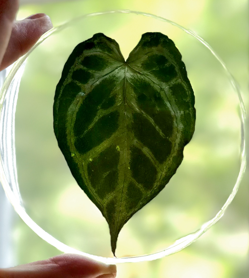 Preserved REAL A. KOS x Dorayaki Leaf