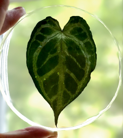 Preserved REAL A. KOS x Dorayaki Leaf