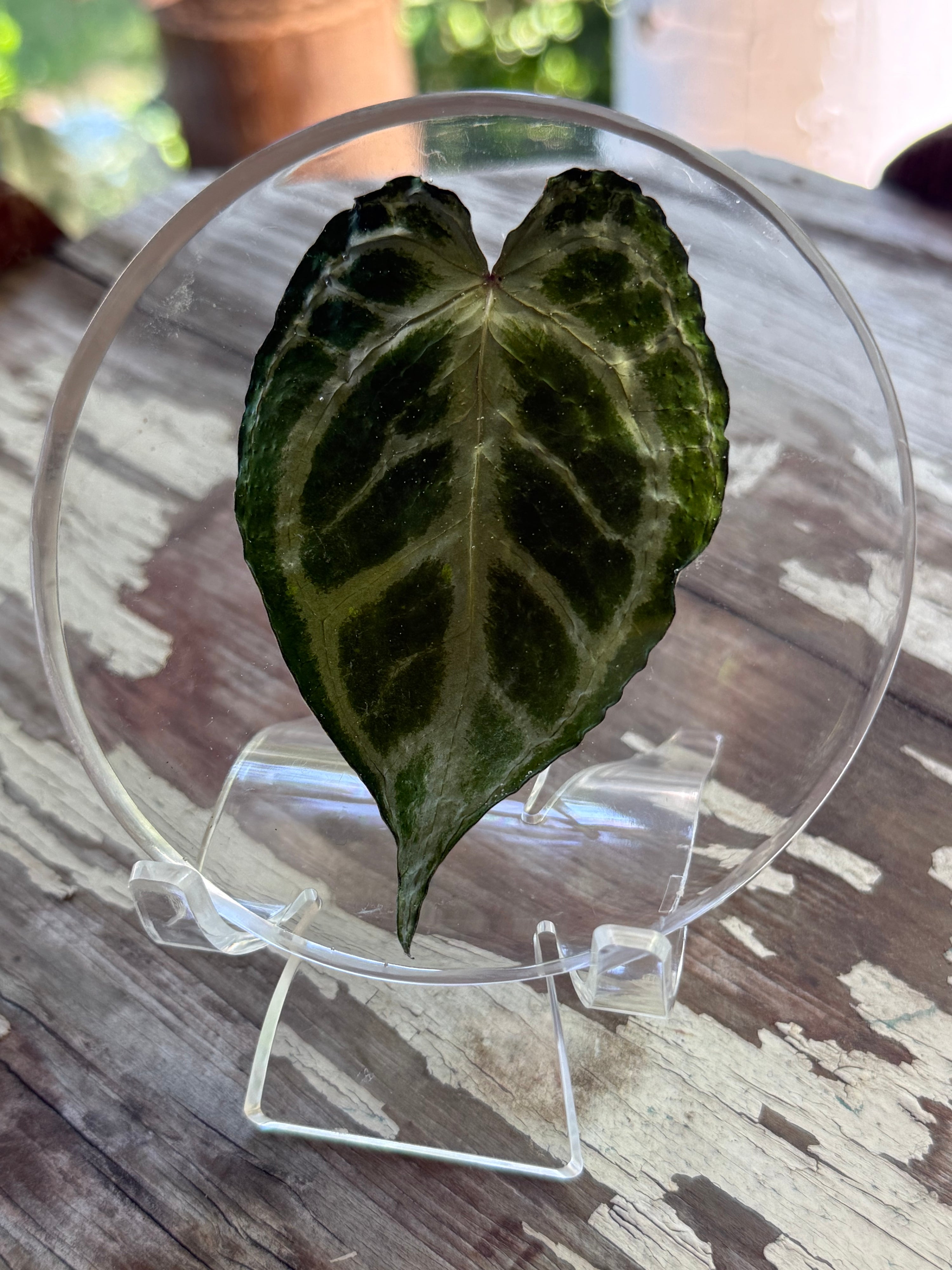 Preserved REAL A. KOS x Dorayaki Leaf