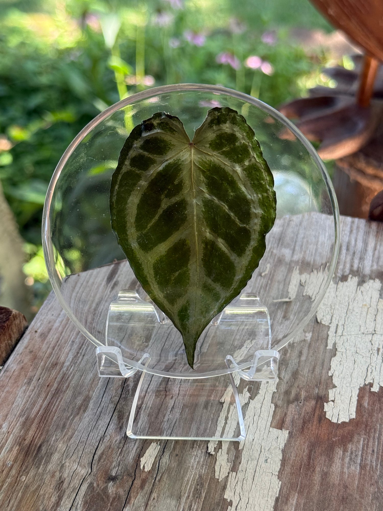 Preserved REAL A. KOS x Dorayaki Leaf