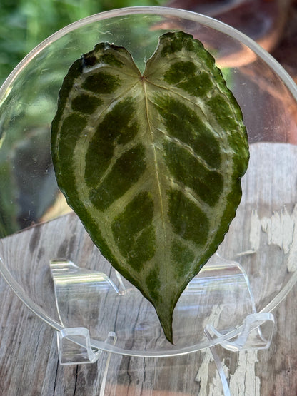 Preserved REAL A. KOS x Dorayaki Leaf