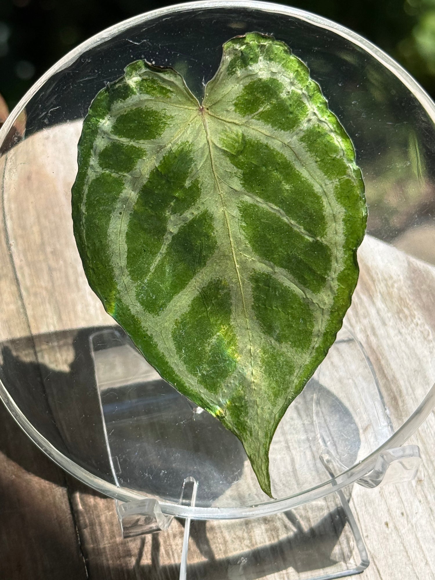 Preserved REAL A. KOS x Dorayaki Leaf