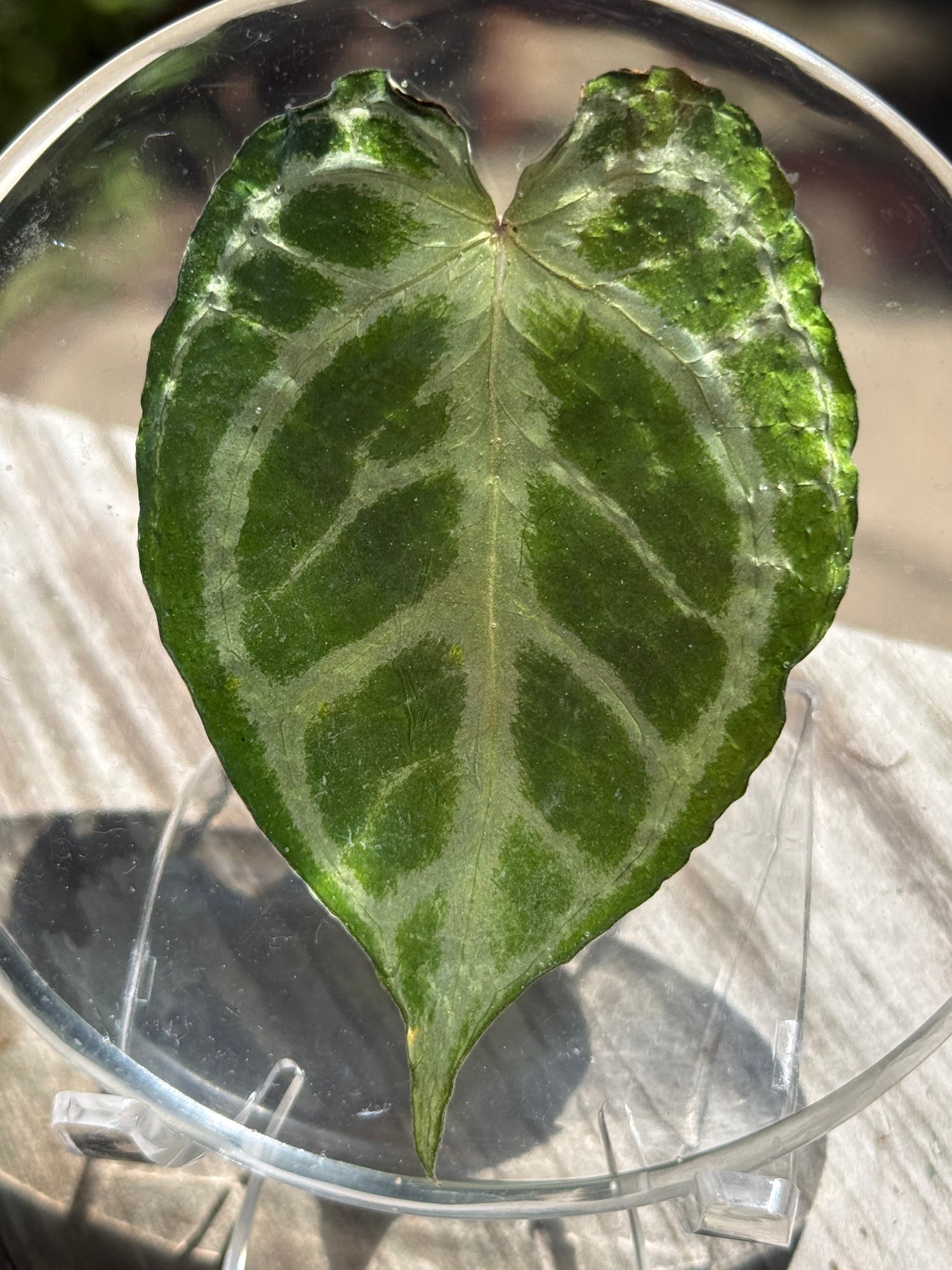 Preserved REAL A. KOS x Dorayaki Leaf
