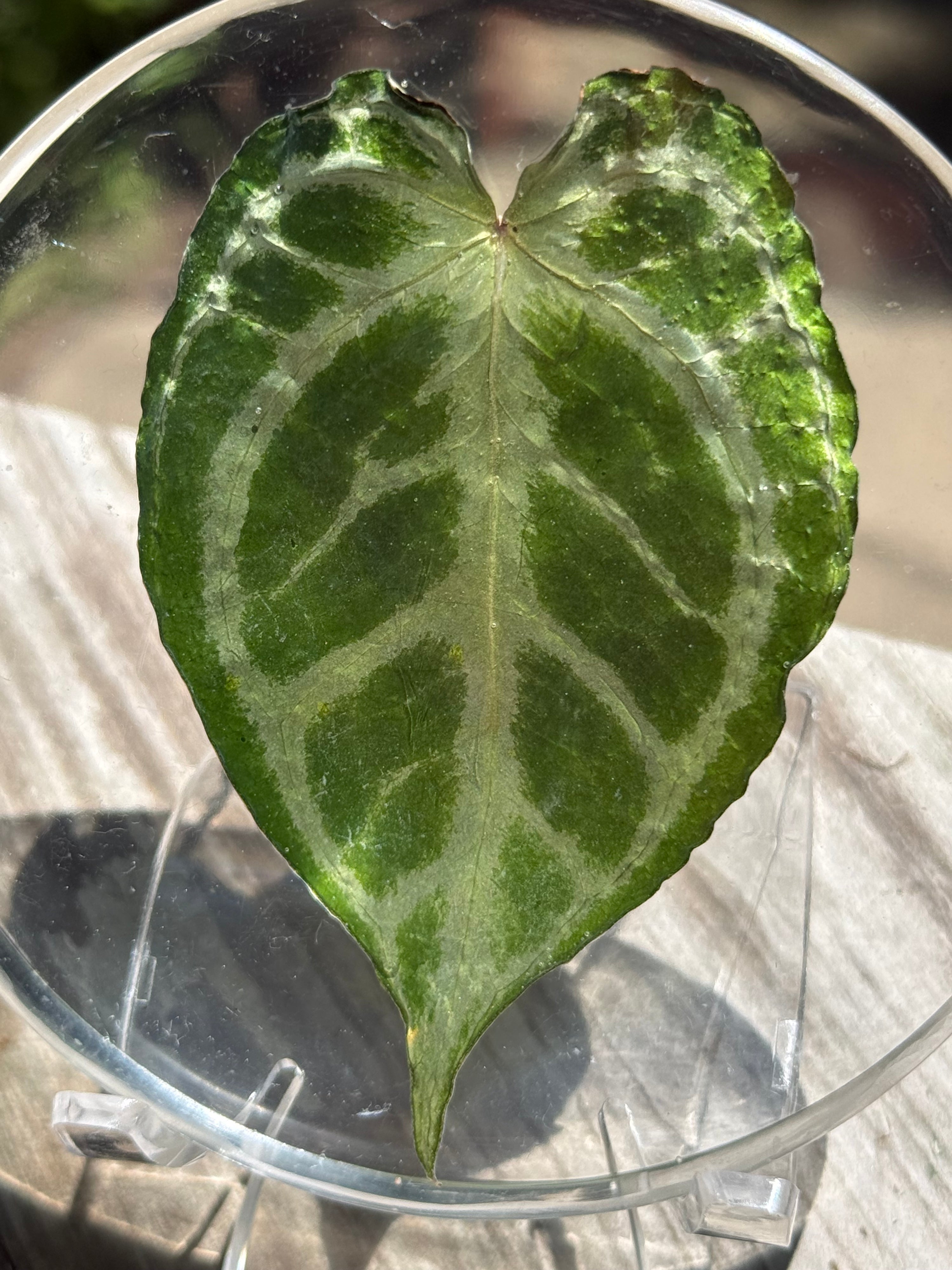 Preserved REAL A. KOS x Dorayaki Leaf