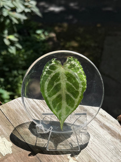 Preserved REAL A. KOS x Dorayaki Leaf
