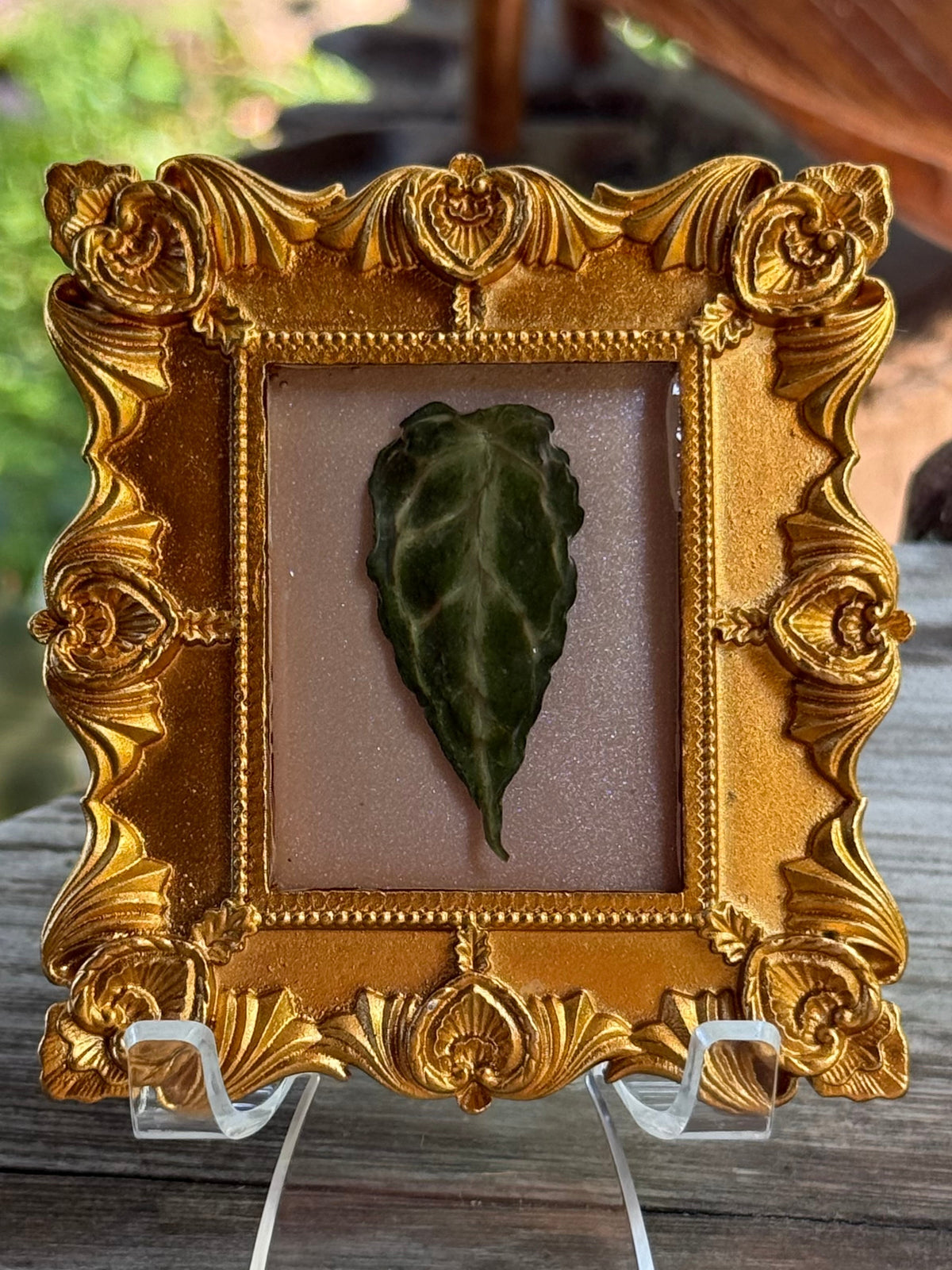 Framed A. Forgettii x Waroc