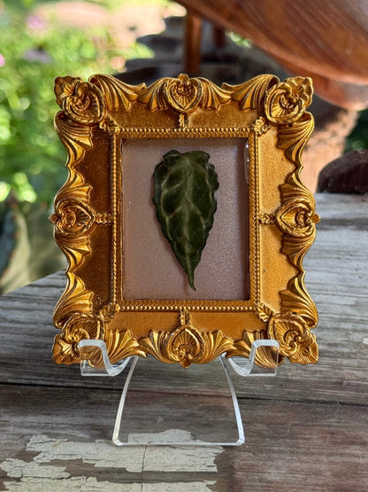 Framed A. Forgettii x Waroc