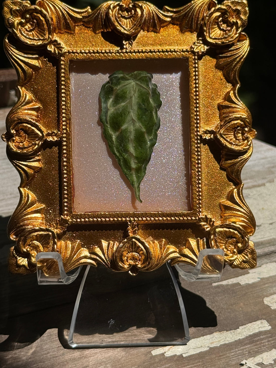 Framed A. Forgettii x Waroc