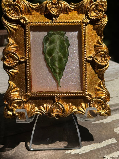 Framed A. Forgettii x Waroc