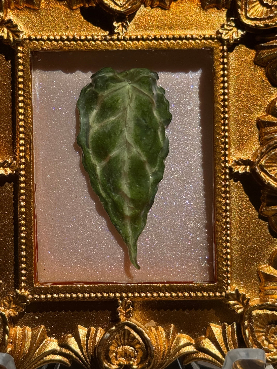 Framed A. Forgettii x Waroc
