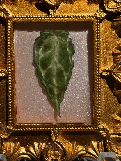 Framed A. Forgettii x Waroc