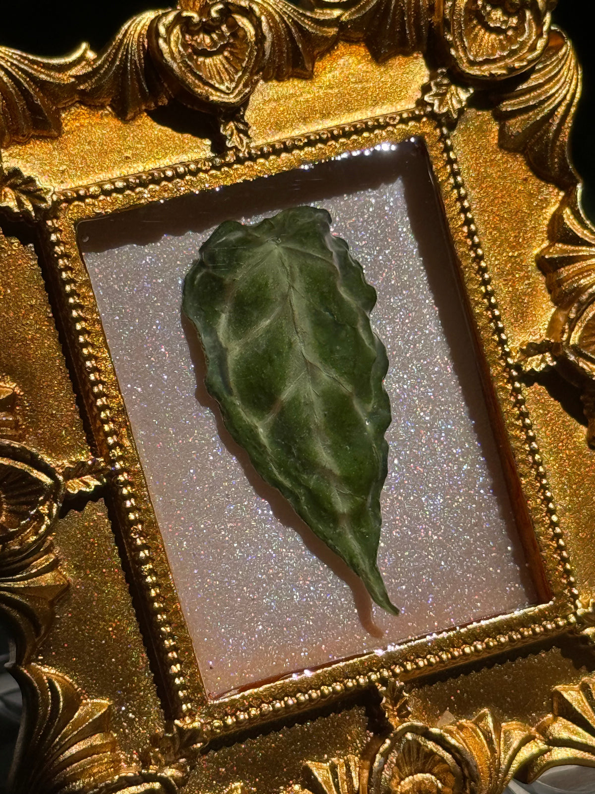 Framed A. Forgettii x Waroc