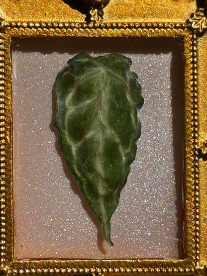 Framed A. Forgettii x Waroc
