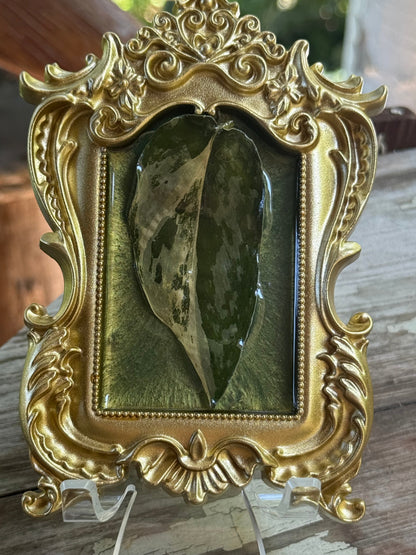 Framed S. Blue Albo
