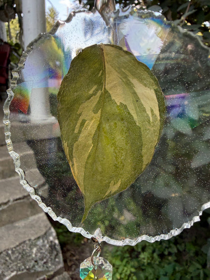 Leaf Suncatcher - Holo S. Exotica Albo