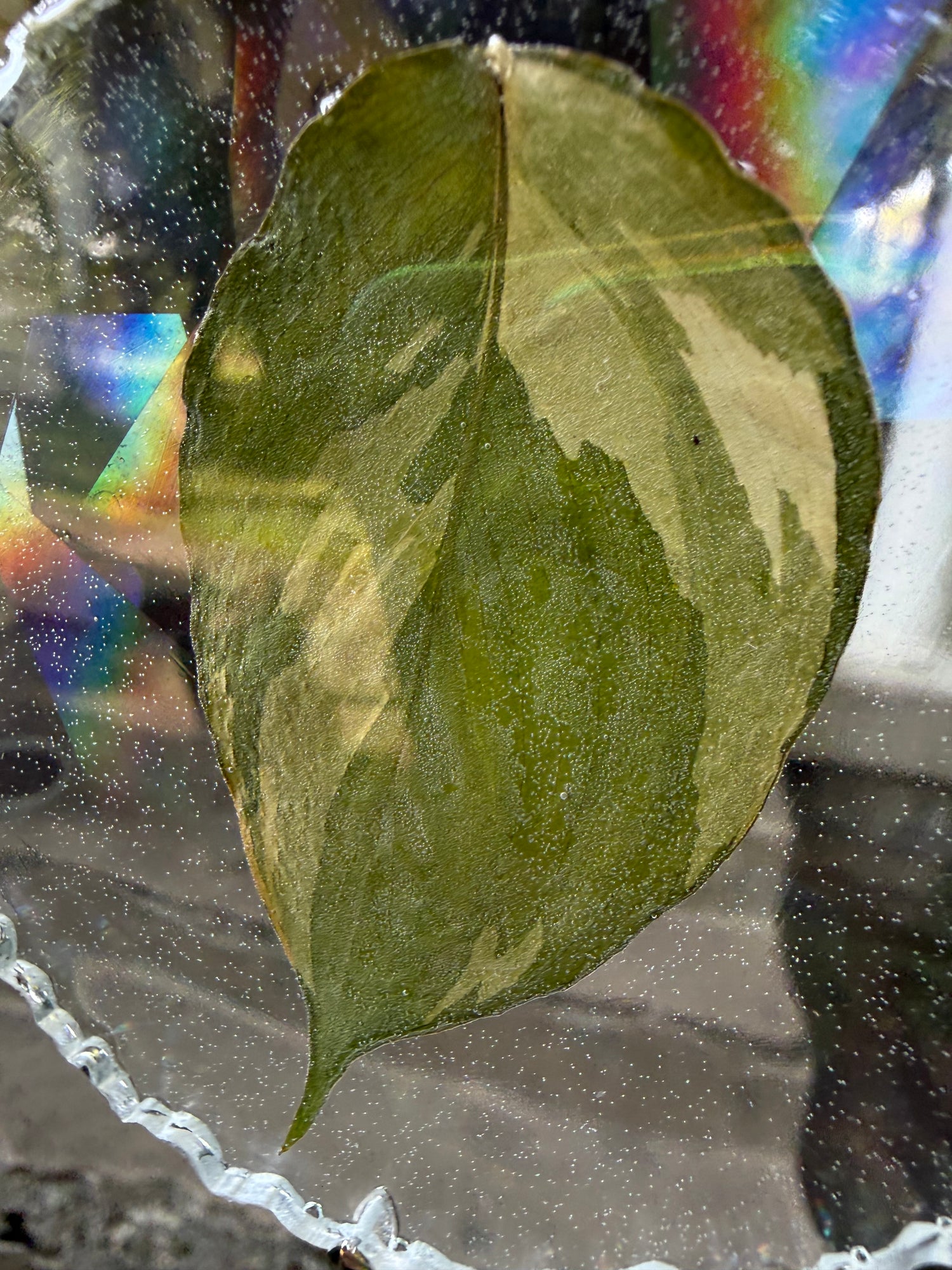 Leaf Suncatcher - Holo S. Exotica Albo