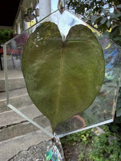 Leaf Suncatcher - Holo A. Yellow Spider x Dressleri