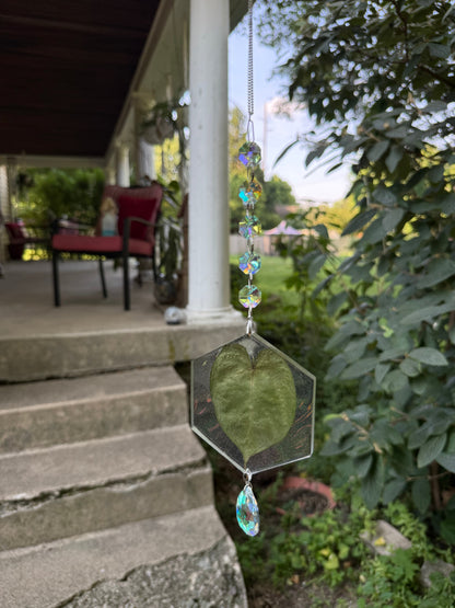 Leaf Suncatcher - Holo A. Yellow Spider x Dressleri