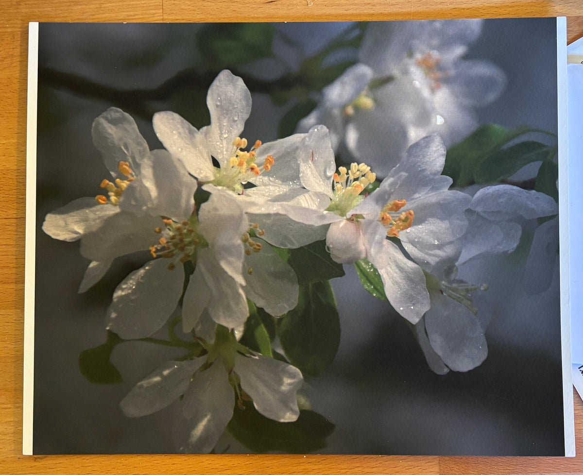 Art and Photographic Prints