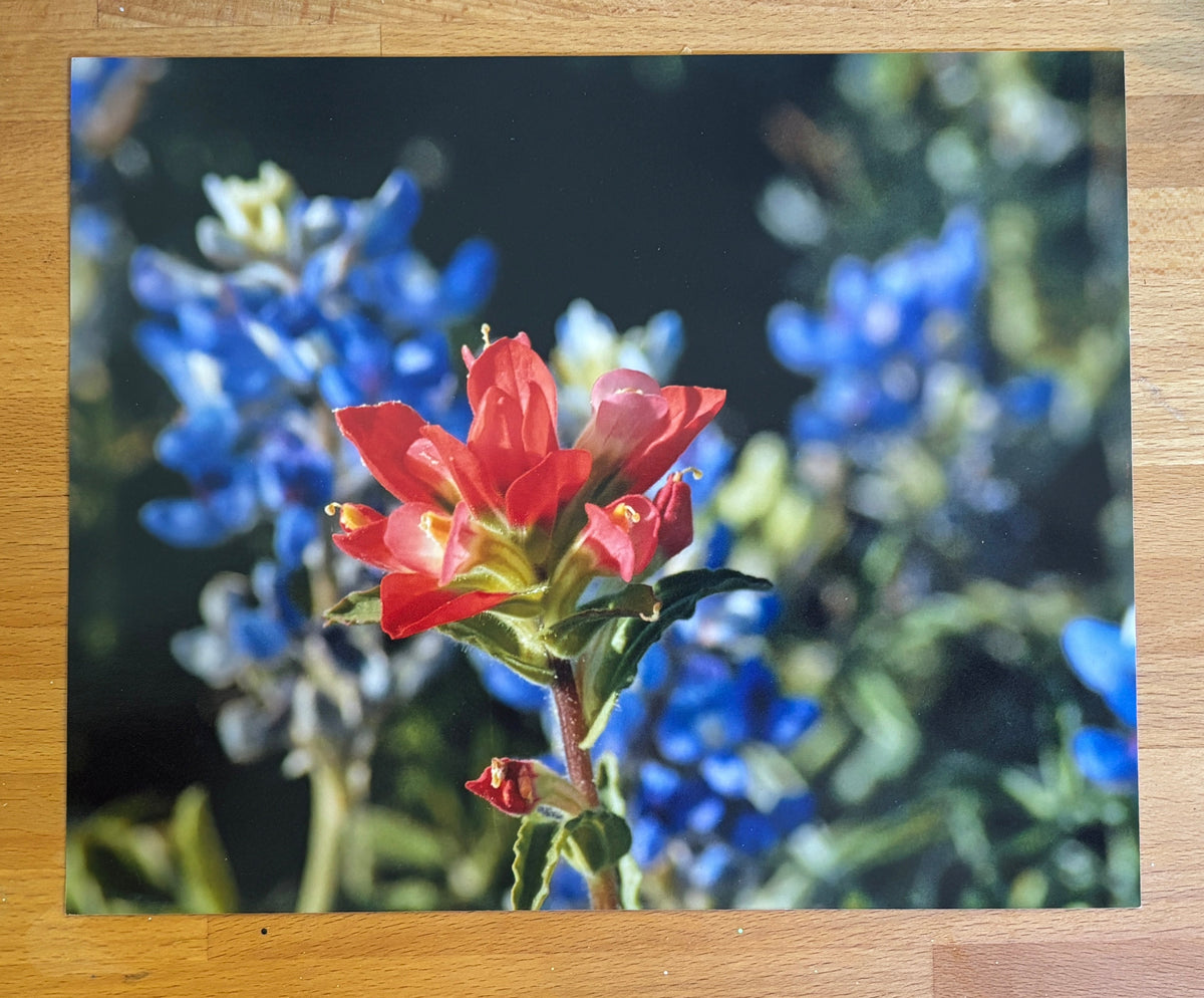 Art and Photographic Prints