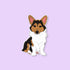 Kiwi the Corgi sticker — hand drawn red headed tricolor corgi illustration, 3 x 2.5 in, by MangoIllustrated