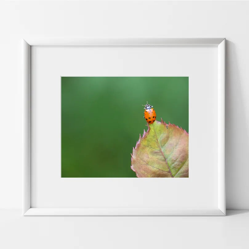 Ladybug on Leaf Macro Photography Print