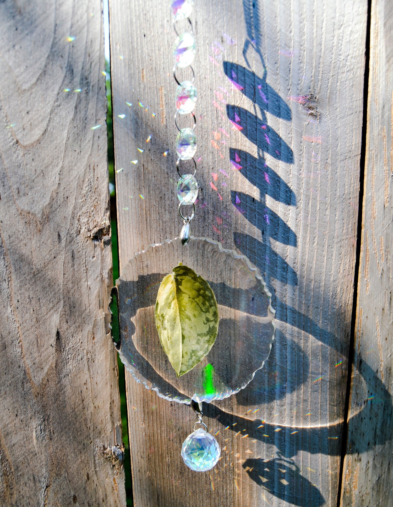 Leaf Suncatcher - Holo S. Exotica Albo 