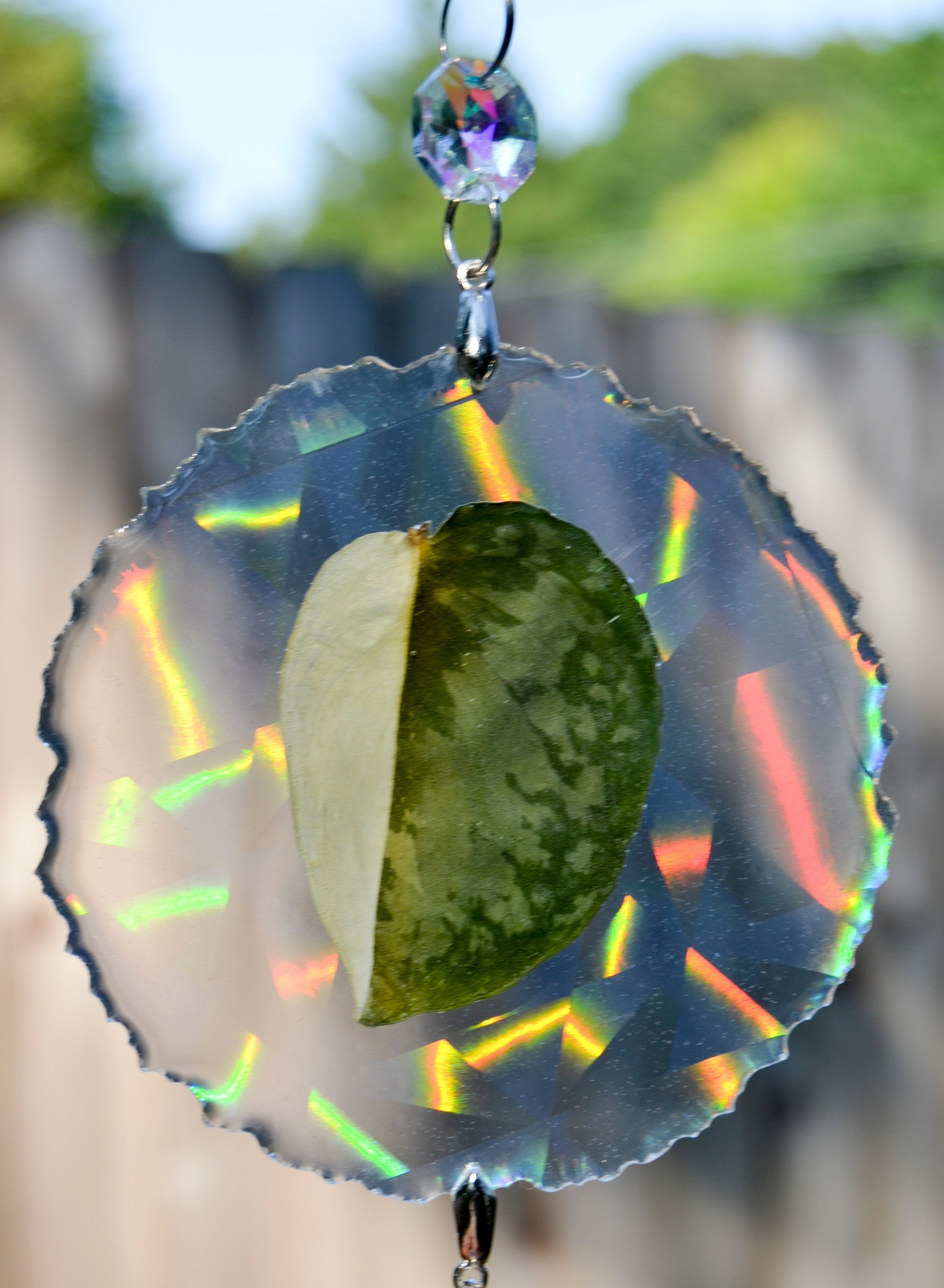 Leaf Suncatcher - Holo S. Blue Albo 