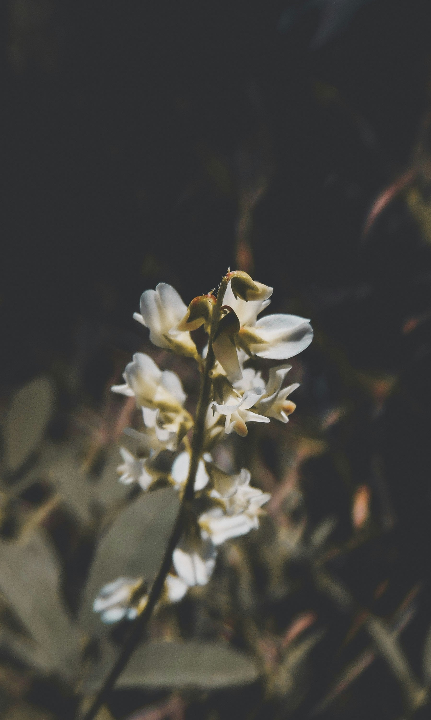 vanilla essential oil