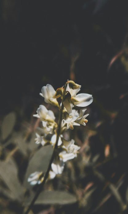 vanilla essential oil