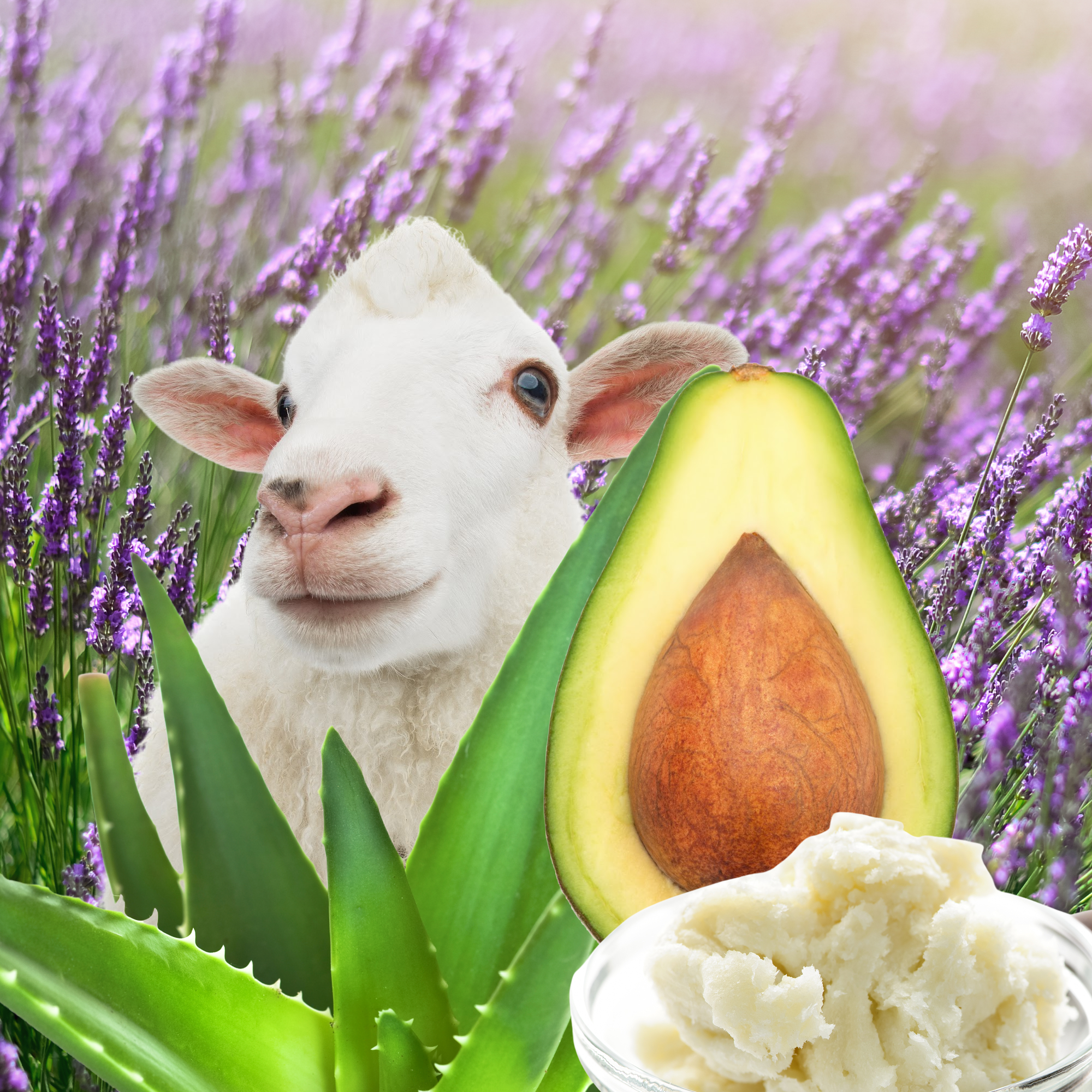 OOLALA! Lavender &amp; Lanolin Liquid Salve