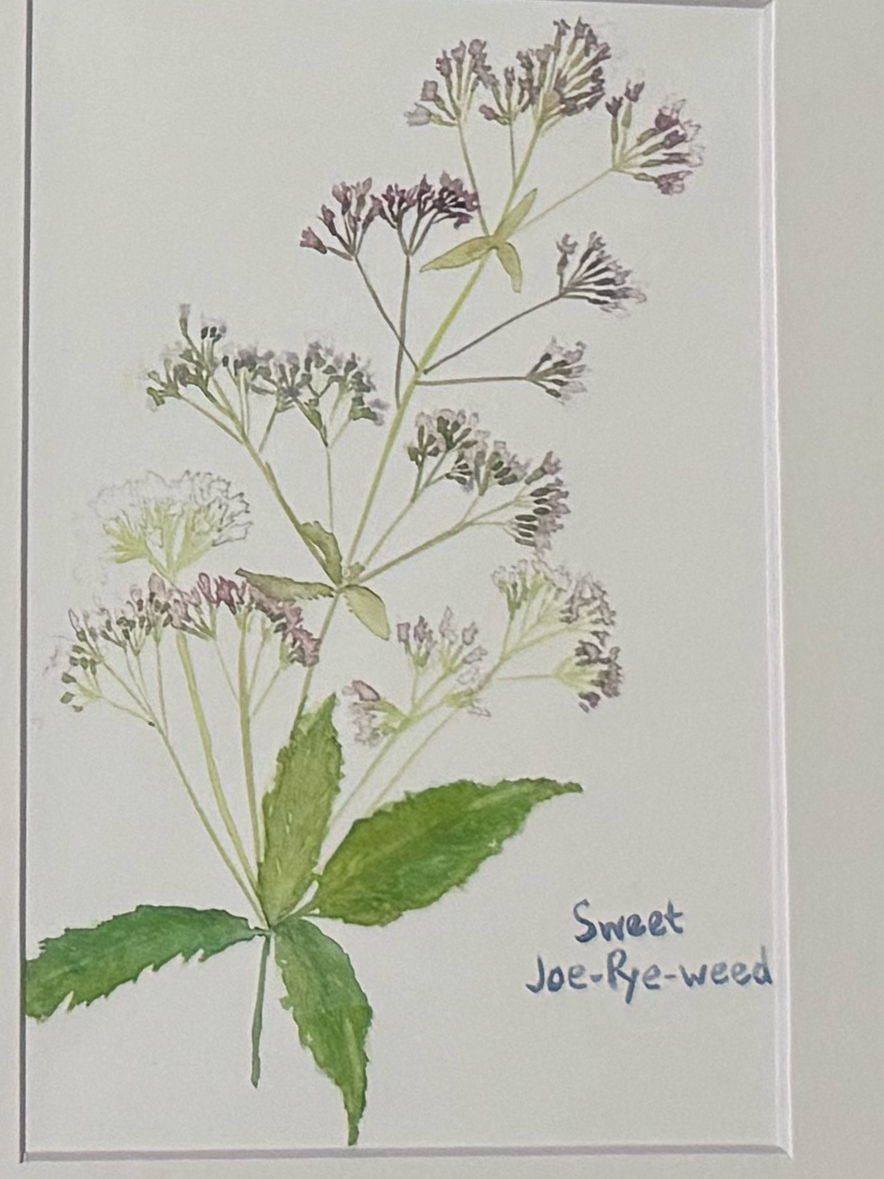 Illustration of sweet joe-pye weed on a white background