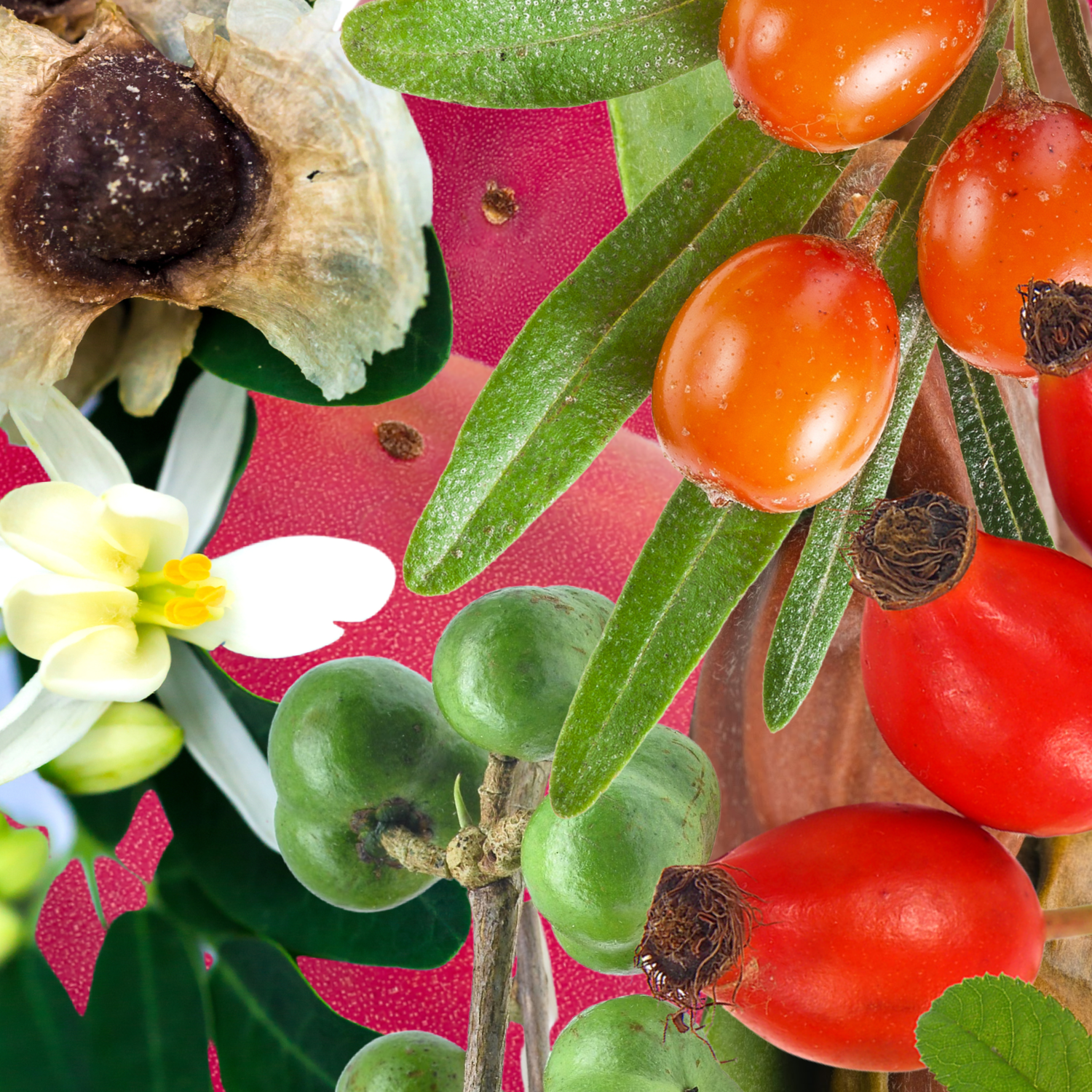 SEED+FRUIT Face Oil for Renewal