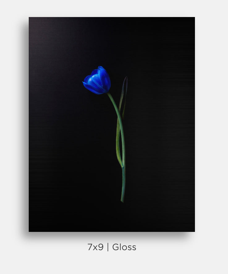 Electric Blue Tulips Still Life Mini Metal Print