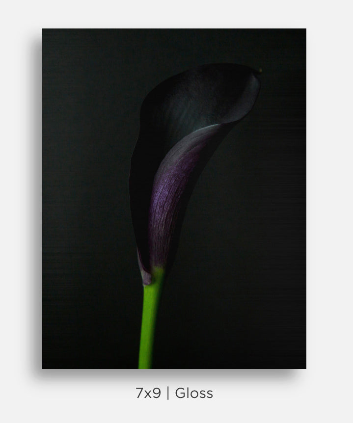 Purple Calla Lily Still Life Mini Metal Print Wall Art