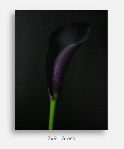 Purple Calla Lily Still Life Mini Metal Print Wall Art