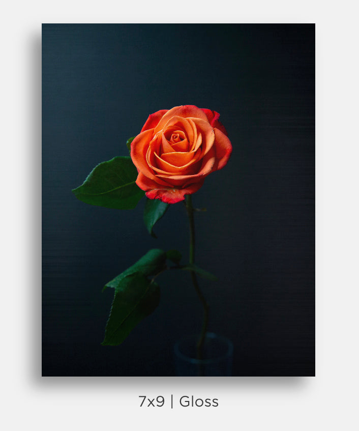 Orange Roses Still Life Mini Metal Print Wall Art